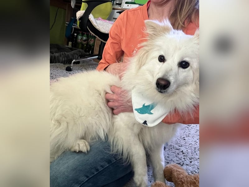 Brutus SR - zurückhaltend