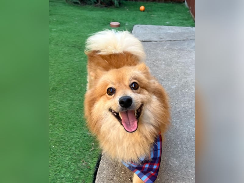 Beni SR - verspielt, offen