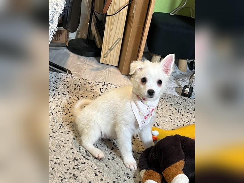 Dia SR - freundliches Hundekind