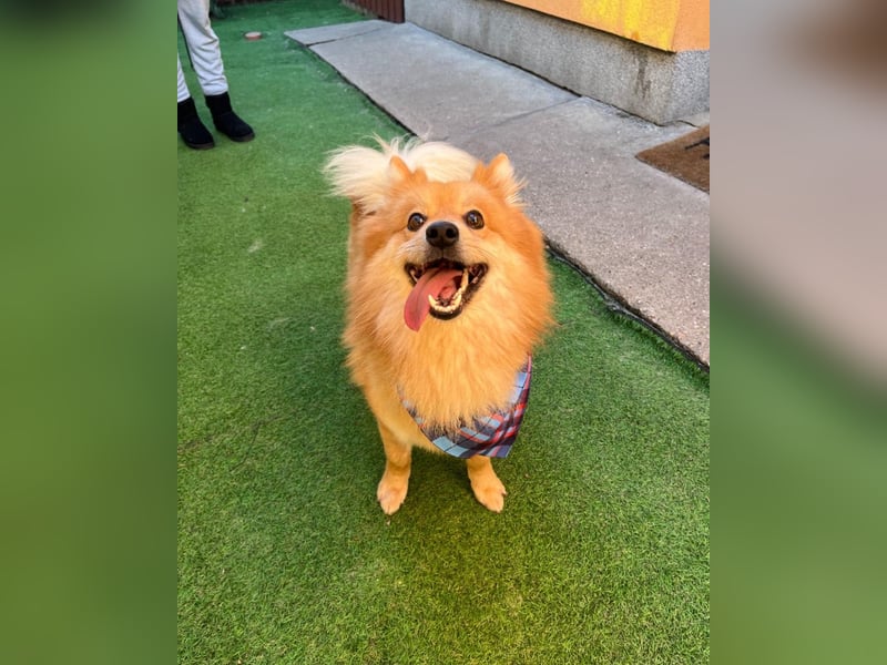 Beni SR - verspielt, offen