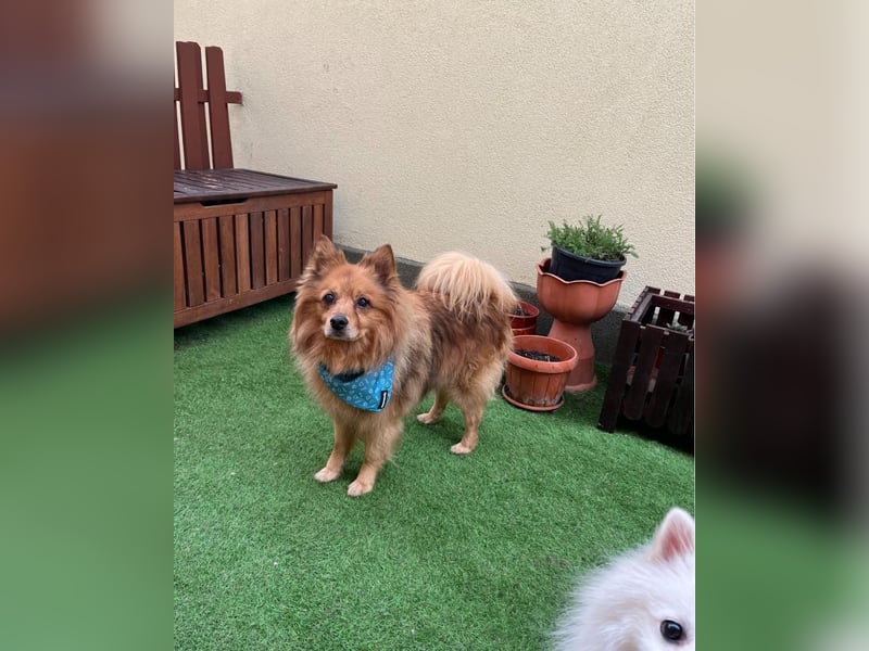 Arthur SR - freundlich, aufgeschlossen