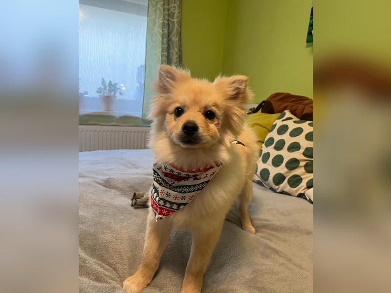 James SR- katzenverträglich, freundlich