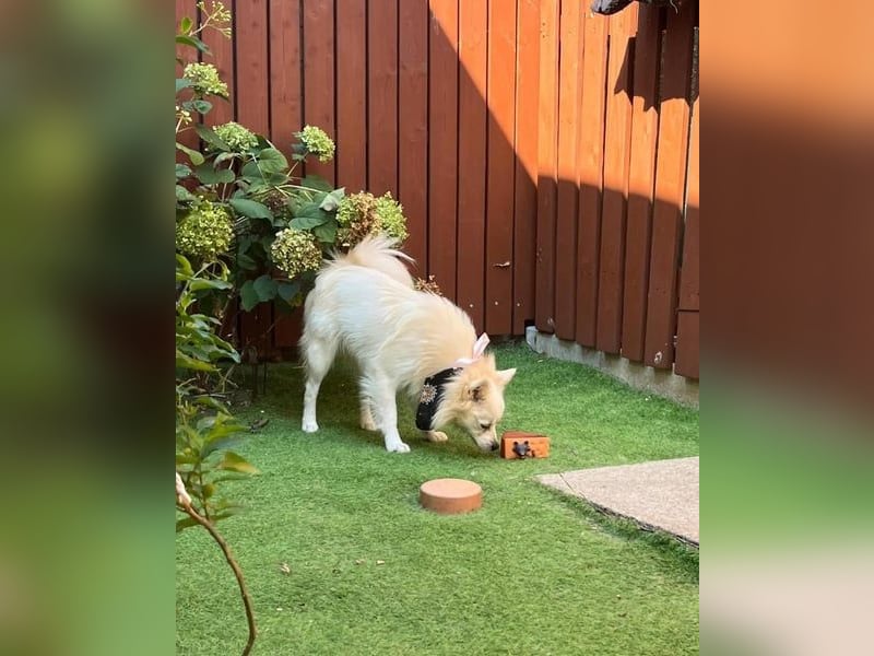 Jeremy SR - verträglich, verspielt