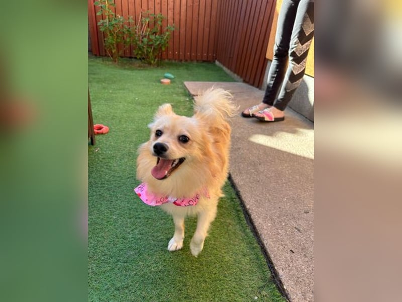 Hella SR - verträglich, freundlich