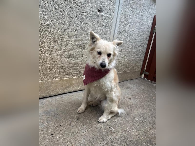 Penny SR - offen, verkuschelt