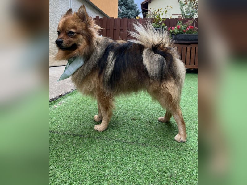 Tobi SR, süßer, kleiner Wirbelwind