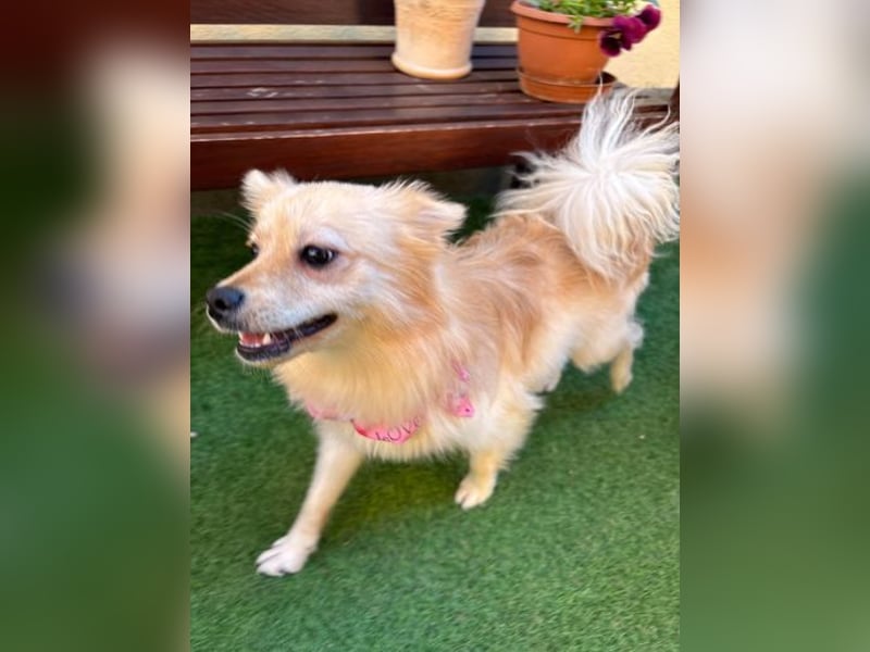 Hella SR - verträglich, freundlich