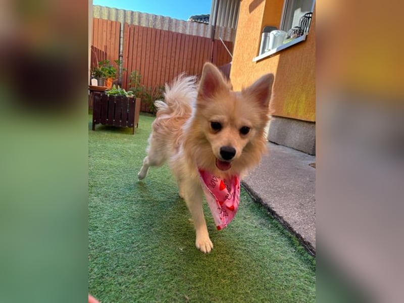 Hella SR - verträglich, freundlich