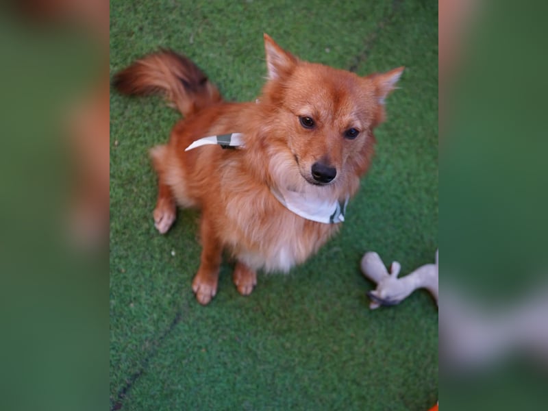 Leo SR, freundlich und ruhig