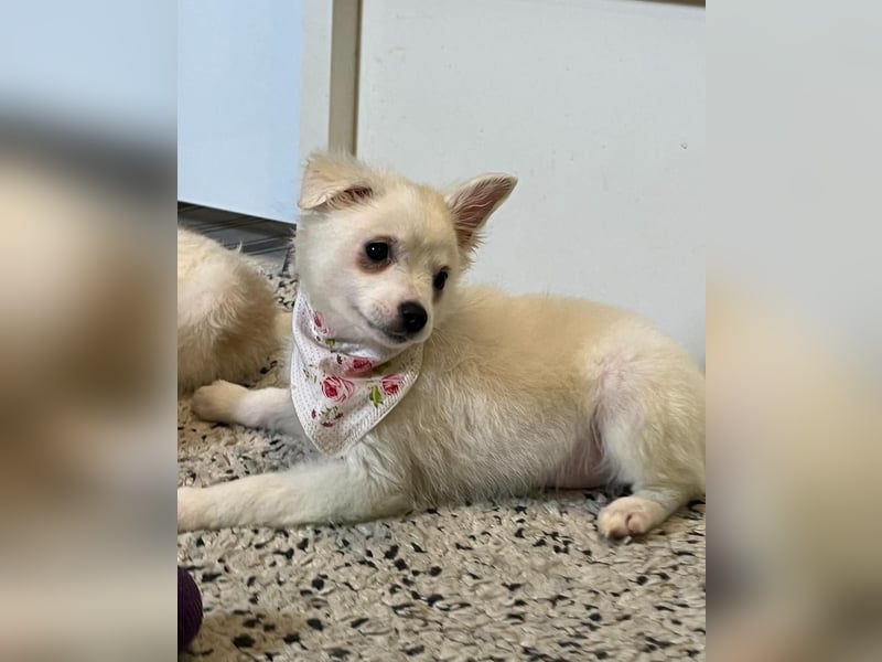 Dia SR - freundliches Hundekind