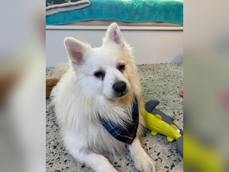 Marshmello - verspielt, dominant