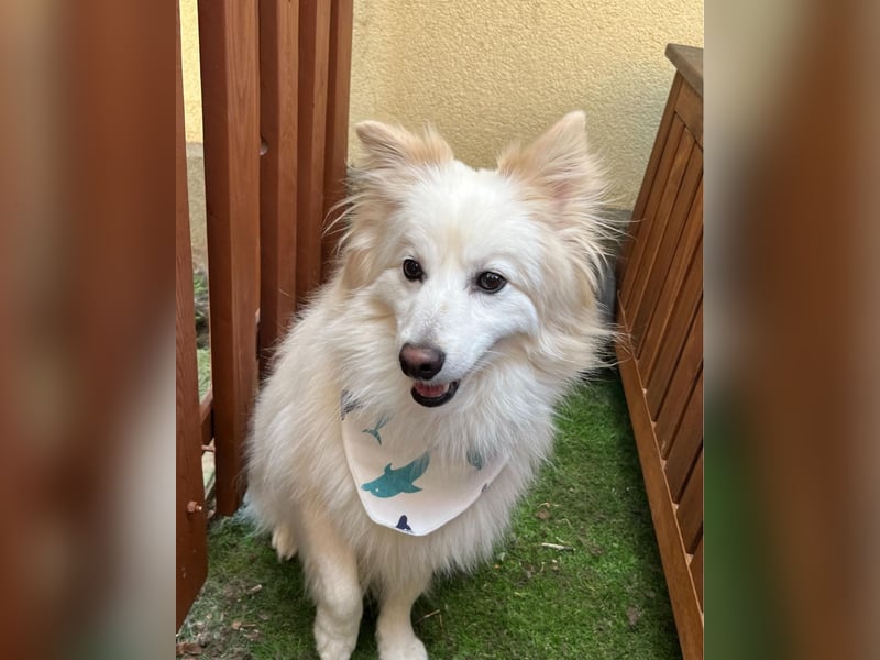 Brutus SR - zurückhaltend