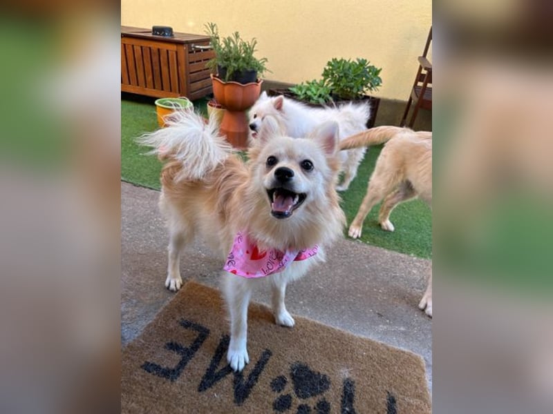 Hella SR - verträglich, freundlich