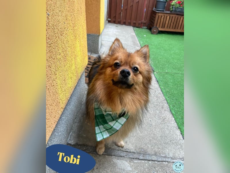 Tobi SR, süßer, kleiner Wirbelwind