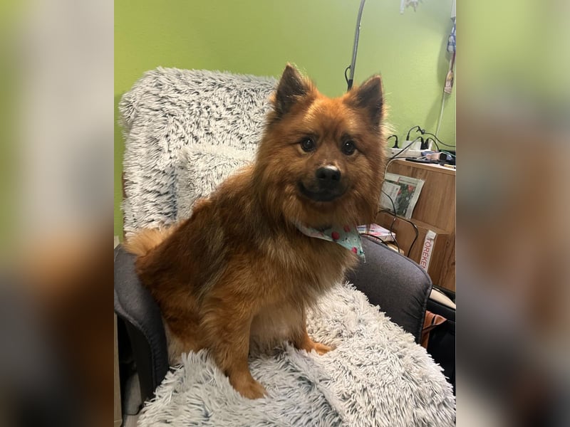 Flocky SR - freundlich, gutherzig