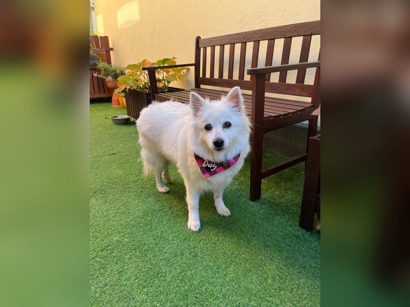 Ariel SR, ein liebenswertes Mädchen