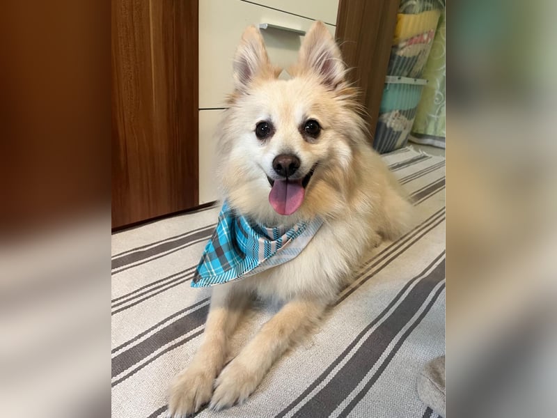 Lio SR - verkuschelt, lieb