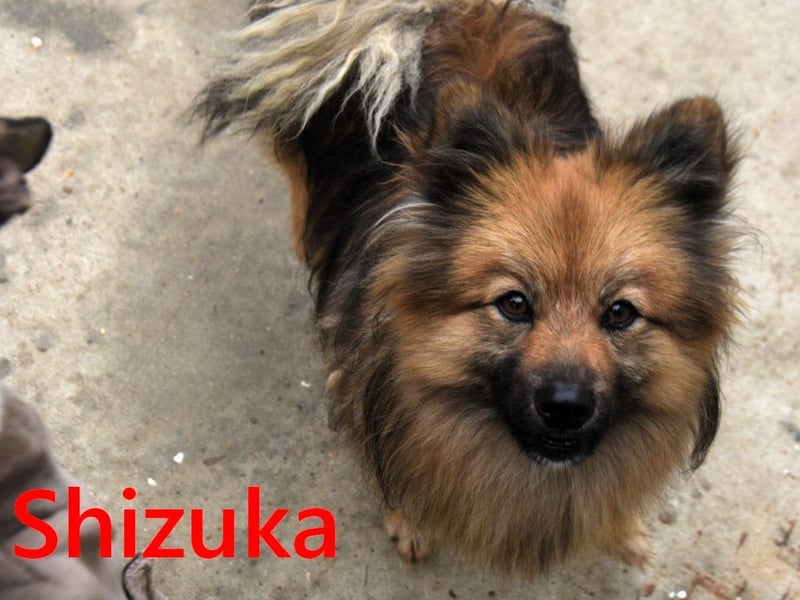 Shizuka geb. 07/2024 (ESP) - bezaubernde und soziale, kleine Spitz Hündin!