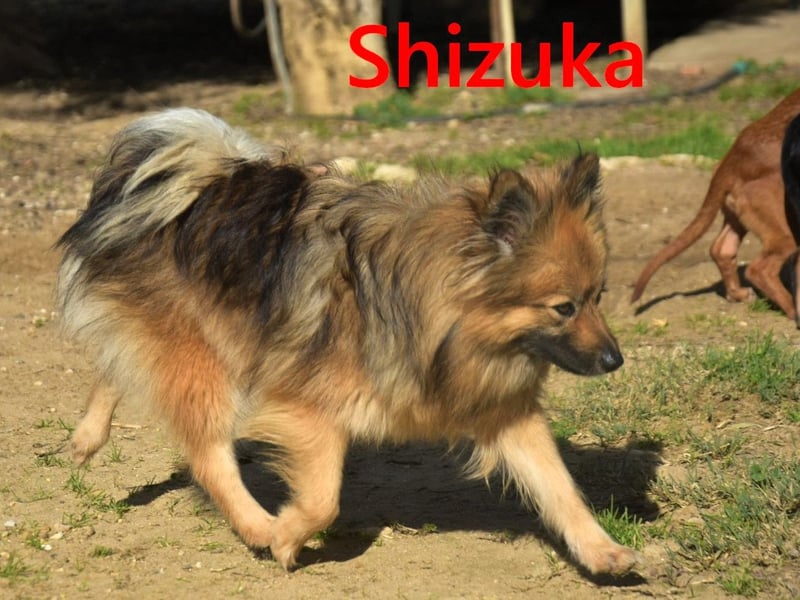 Shizuka geb. 07/2024 (ESP) - bezaubernde und soziale, kleine Spitz Hündin!