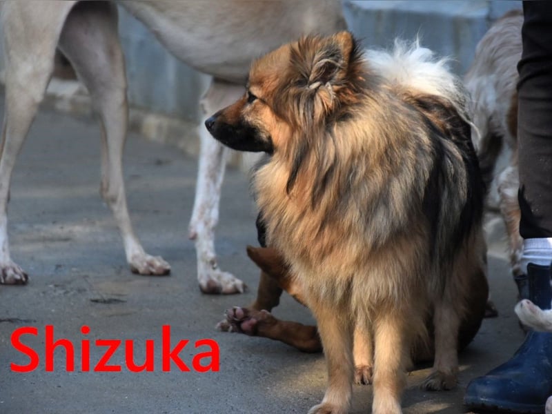 Shizuka geb. 07/2024 (ESP) - bezaubernde und soziale, kleine Spitz Hündin!