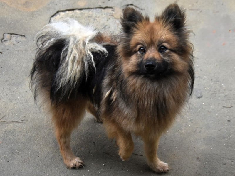 Shizuka geb. 07/2024 (ESP) - bezaubernde und soziale, kleine Spitz Hündin!