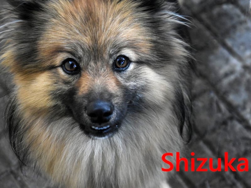 Shizuka geb. 07/2024 (ESP) - bezaubernde und soziale, kleine Spitz Hündin!
