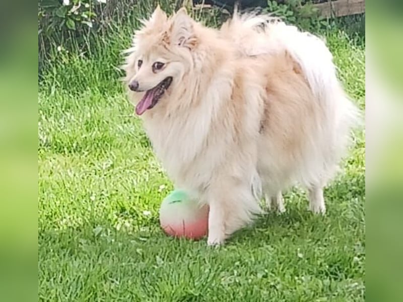 Ivy, unkomplizierte, liebe Mittel Spitz Hündin geb. 12/2021