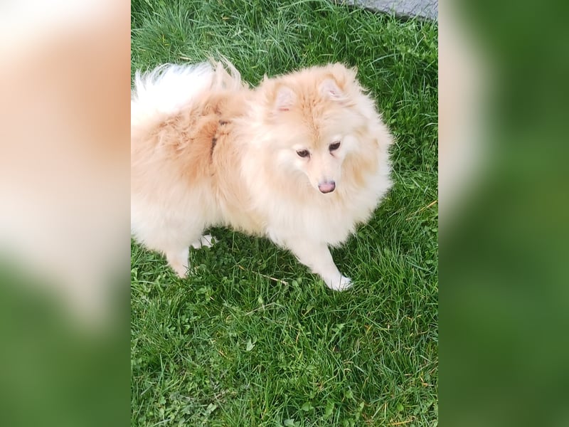 Ivy, unkomplizierte, liebe Mittel Spitz Hündin geb. 12/2021