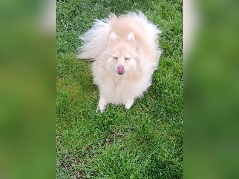 Ivy, unkomplizierte, liebe Mittel Spitz Hündin geb. 12/2021