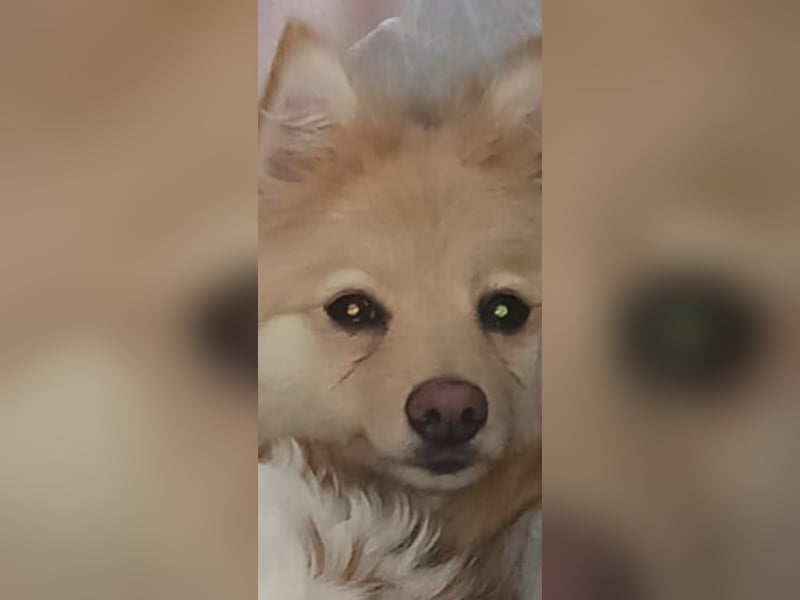 Ivy, unkomplizierte, liebe Mittel Spitz Hündin geb. 12/2021