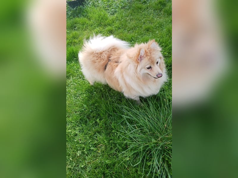 Ivy, unkomplizierte, liebe Mittel Spitz Hündin geb. 12/2021