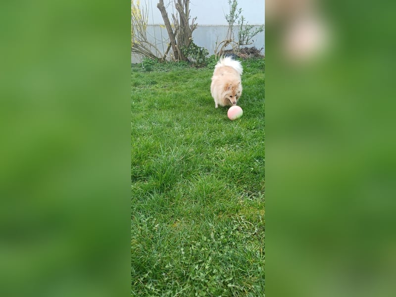 Ivy, unkomplizierte, liebe Mittel Spitz Hündin geb. 12/2021