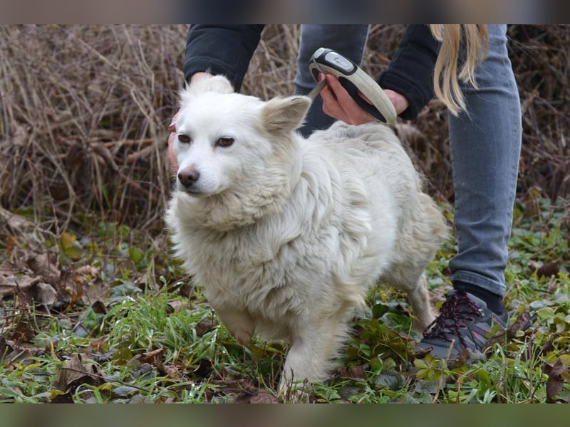 GRACE ca. 2 J. Mittel-Spitzhündin sucht Familie