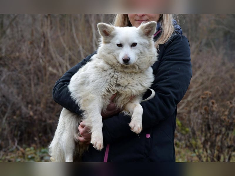 GRACE ca. 2 J. Mittel-Spitzhündin sucht Familie