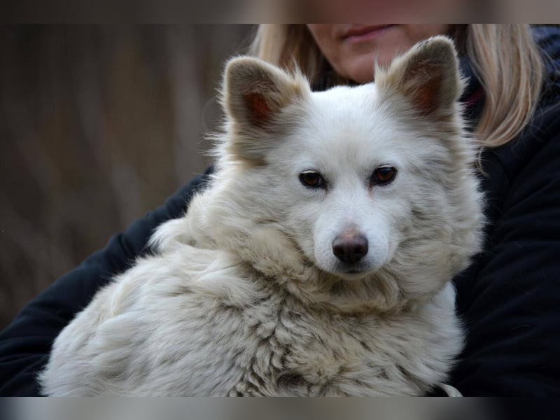 GRACE ca. 2 J. Mittel-Spitzhündin sucht Familie