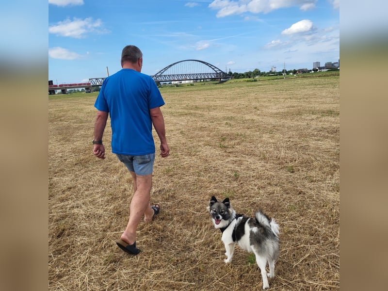 Mittelspitz Hündin Emmi