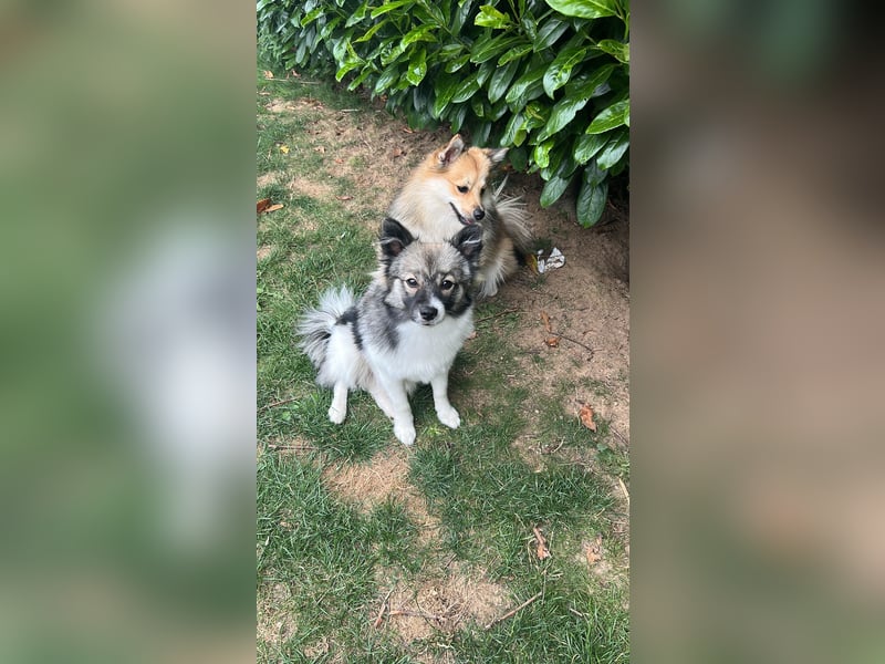 Mittelspitz Hündin Emmi