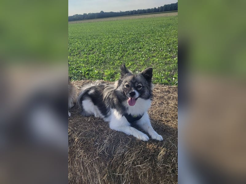 Mittelspitz Hündin Emmi