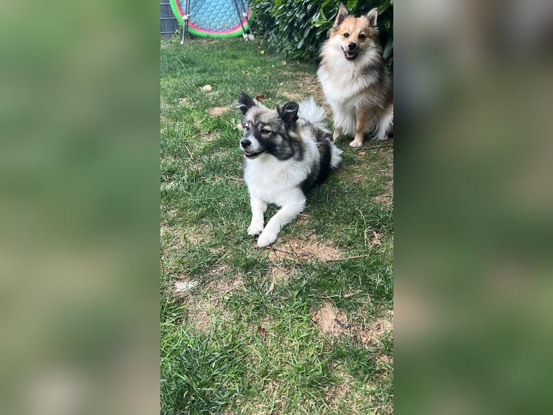 Mittelspitz Hündin Emmi