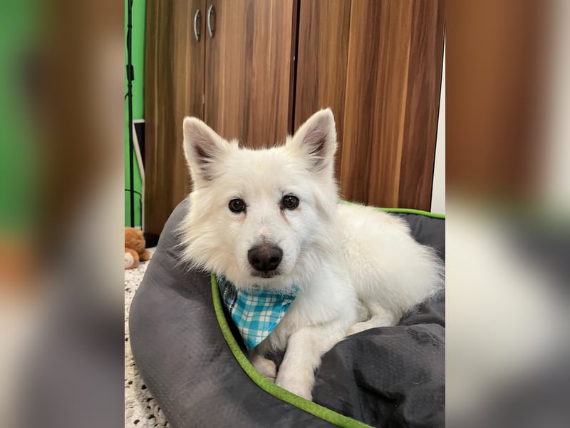 Kody, verschmuster Mittelspitz Opi geb. 2013