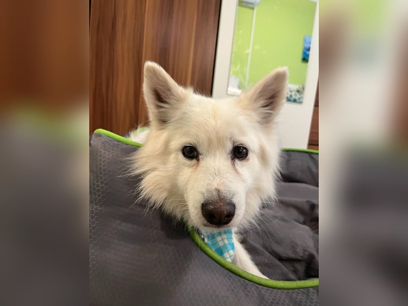 Kody, verschmuster Mittelspitz Opi geb. 2013