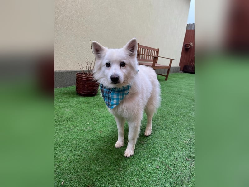 Kody, verschmuster Mittelspitz Opi geb. 2013