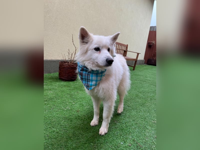 Kody, verschmuster Mittelspitz Opi geb. 2013