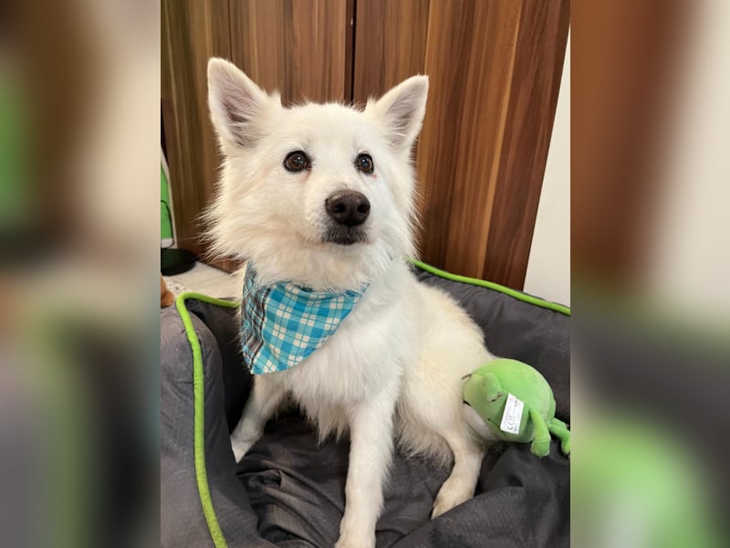 Kody, verschmuster Mittelspitz Opi geb. 2013