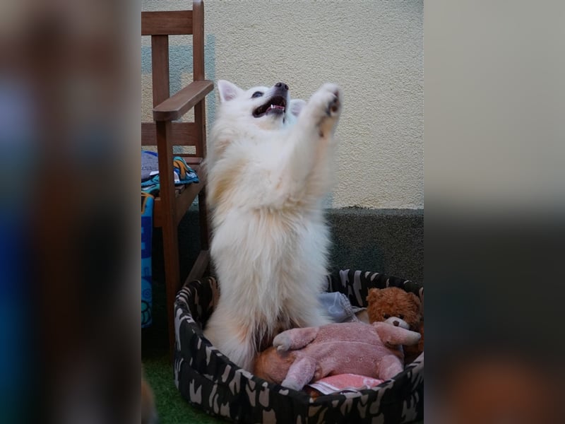 Balu-SR, lieber Rüde sucht nette Familie