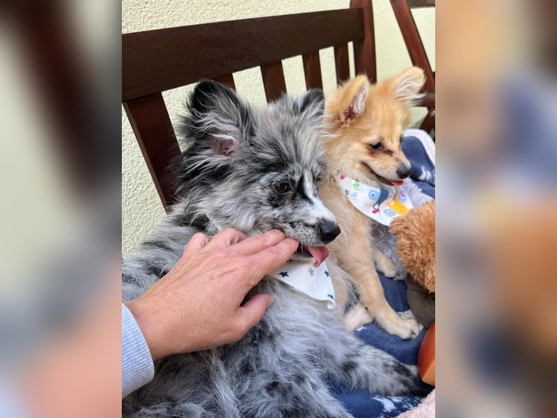 Lio – kleiner Spitz mit großem Herzen sucht ein liebevolles Zuhause
