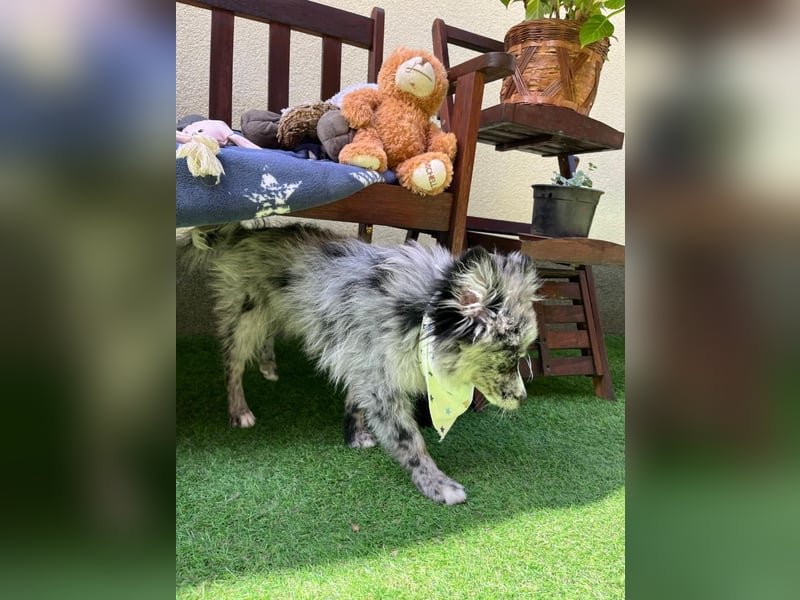 Lio – kleiner Spitz mit großem Herzen sucht ein liebevolles Zuhause