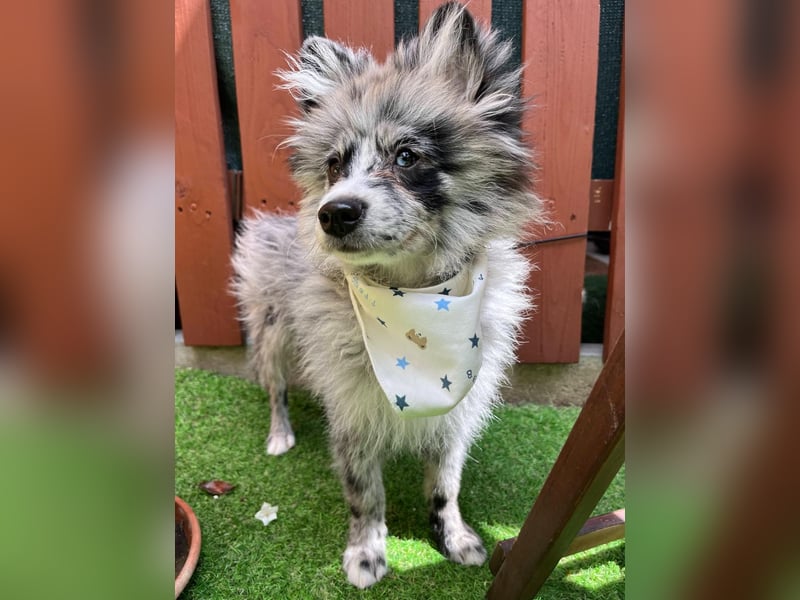 Lio – kleiner Spitz mit großem Herzen sucht ein liebevolles Zuhause