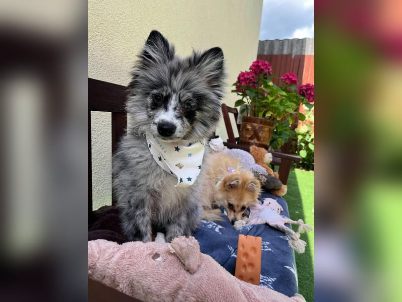 Lio – kleiner Spitz mit großem Herzen sucht ein liebevolles Zuhause