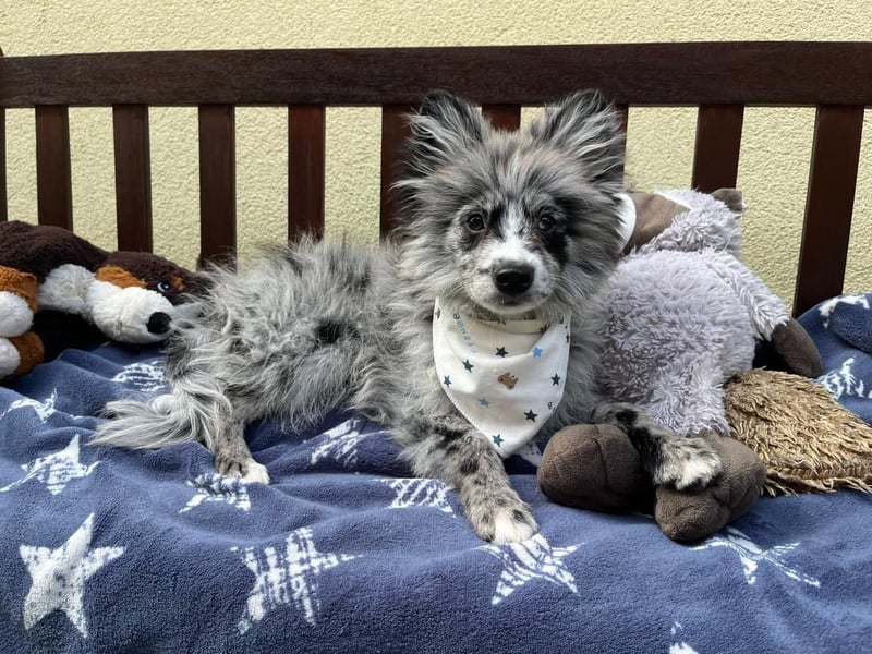 Lio – kleiner Spitz mit großem Herzen sucht ein liebevolles Zuhause